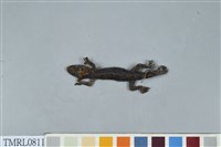 藏品(鉛山壁虎)的圖片